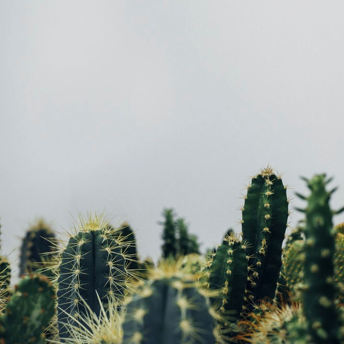 Verse Garden