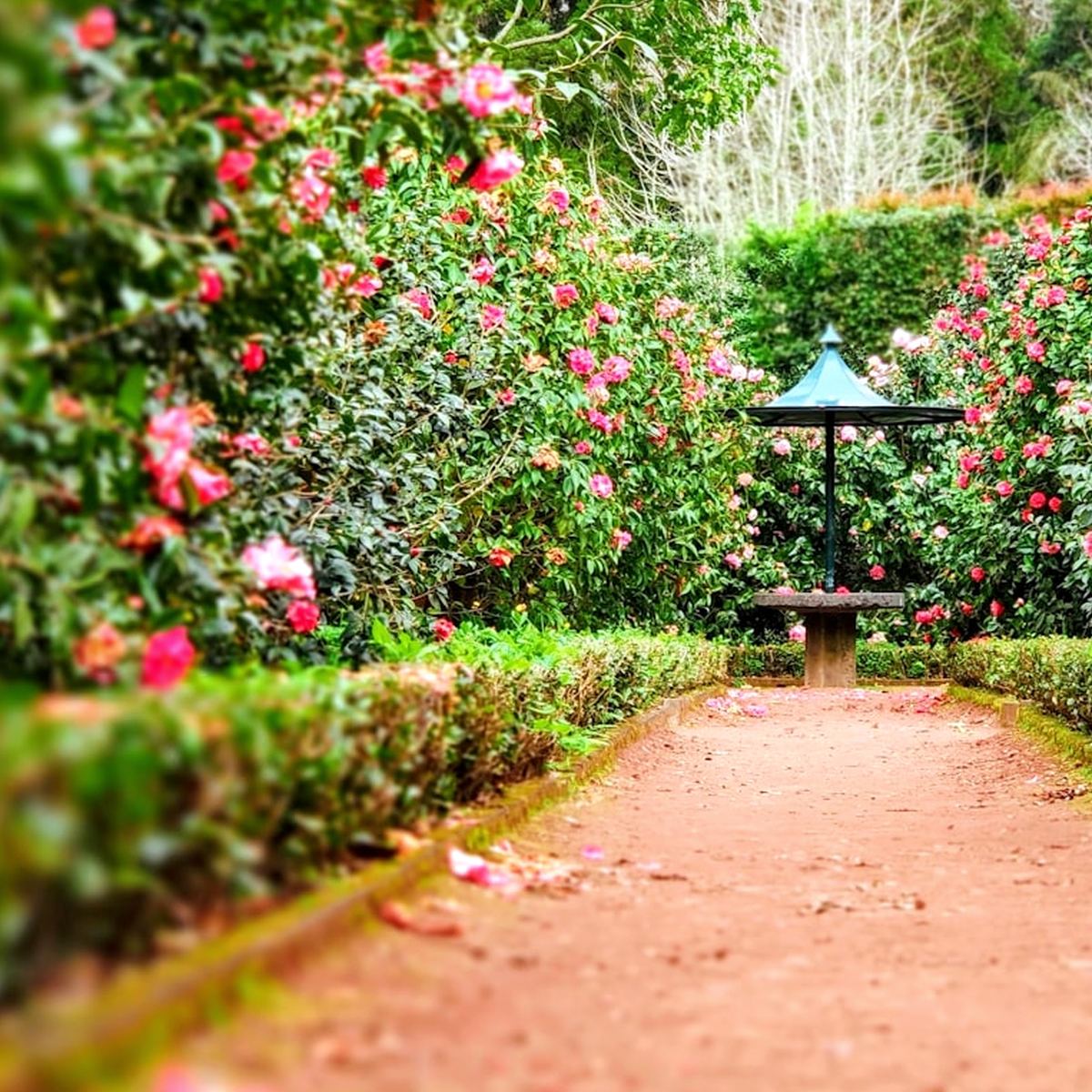Verse Garden
